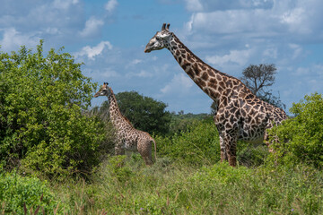 Kenya - Giraffe and cub feeding among African trees.