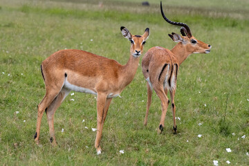 Two Linh dương Impalas in a Kenyan meadow