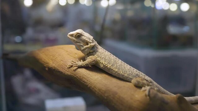 Bearded dragon perched on a branch ,2 videos
