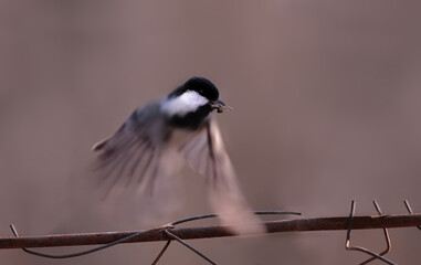 Coal tit with prey in its beak flies over a wire fence....