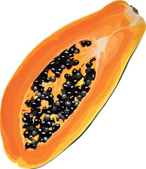 Isolated papaya on white background. Half an orange papaya. Ripe papaya with seeds. Vector illustration. Print, banner, label, sticker, logo. 