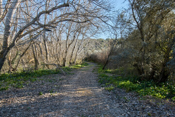 Entre ramas por el bosque, cielo azul, frio, seco