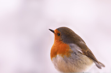 Portrait of a robin half-turned.. on a blurry snowy background...