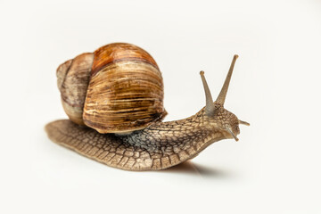 Garden snail isolated on white. Helix pomatia also Roman snail, Burgundy snail, edible snail or escargot