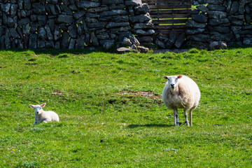 Sheep and small cute lamb in a green field between traditional stone fences. Agriculture industry....