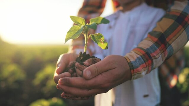 Hands child holding in and give in parent hands sprout young tree. Father and son holding in palms little plant in soil. Young adult. Outdoor nature. Farming, ecology, transplant concept.
