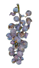 dried grapes isolated as PNG