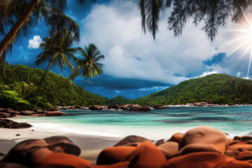 survivor on the beach with trees
