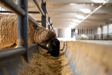 Sheep Feeding on Hay in the Barn