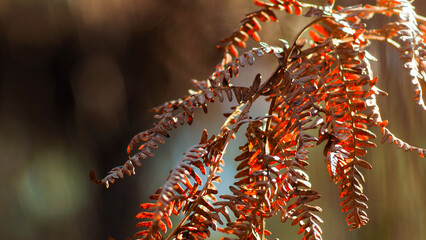 Macro de fougères aux teintes rougeâtres, dans la forêt des Landes de Gascogne
