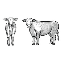 	
Sketches of cows hand drawn vector . livestock. cattle.  engraving vector illustration