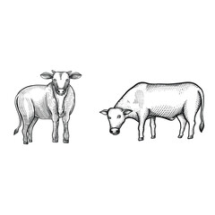 Cows standing and eating grass on field isolated on white background. Hand drawn Engraving vector style. 