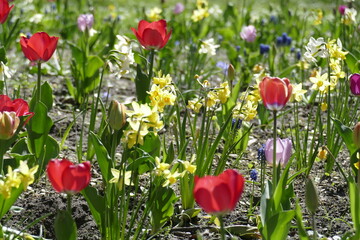 bunt blühendeTulpen,  (Tulipa), Blumenbeet, Deutschland