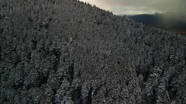 Chillin' in the Snow: Aerial View of Winter Magic&mdash;Mountains, Snowy Pines and National Park Vibes