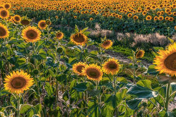 Fototapeta premium Beautiful sunflowers in the field at sunset. Among other things Ukraine is known for its endless fields of sunflowers.