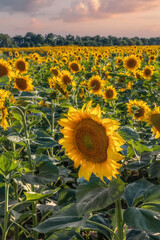 Beautiful sunflowers in the field at sunset. Among other things Ukraine is known for its endless fields of sunflowers.