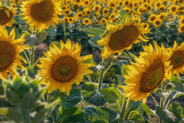 Fototapeta na wymiar Beautiful sunflowers in the field at sunset. Among other things Ukraine is known for its endless fields of sunflowers.
