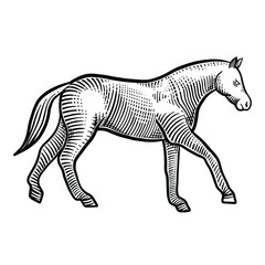 Horse isolated on white background. Hand drawn engraving vector illustration