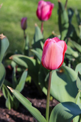 Colourful tulip flower plant, flower photography
