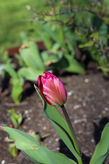 Colourful tulip flower plant, flower photography