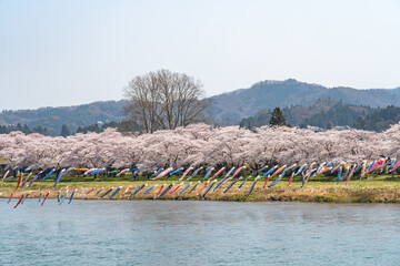 Tenshochi Park along the Kitakami River in springtime sunny day morning. Rural scene with beauty...