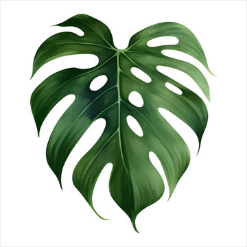 Monstera Leaf Isolated Detailed Hand Drawn Painting Illustration