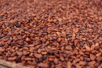 cocoa pods on a shed