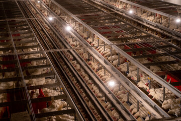 Chickens in Cages in a Poultry Farm