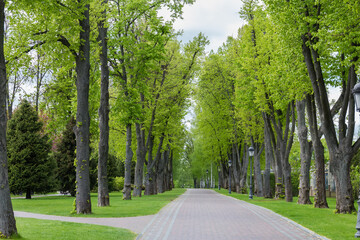 Paved walkway between the old lindens in spring city park