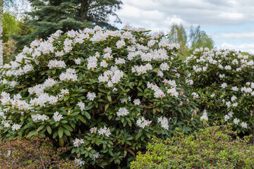Bushes of blooming rhododendron with white flowers in overcast weather