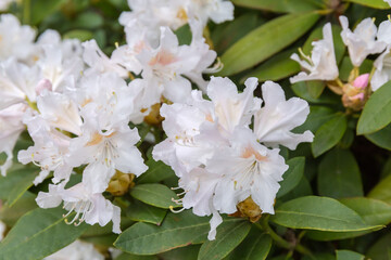 White flowers on bush of rhododendron in overcast weather