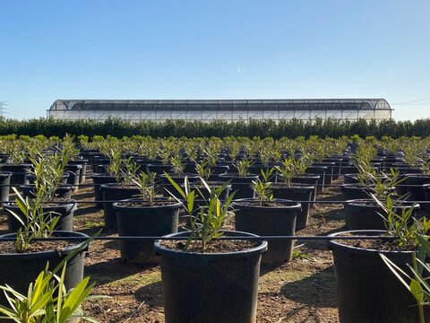 producci&oacute;n intensiva invernadero de plantas