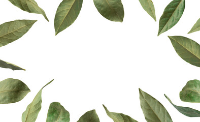 Frame from Dried green bay leaf isolated on white background. With clipping path. Spice for cooking, organic seasoning, plant. Cut objects for design, advertising, layout, mockup
