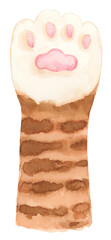 Dark ginger cat paw with white sock watercolor isolated background clip art 
