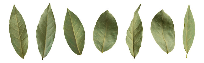 Dried green bay leaf isolated on white background. With clipping path. Spice for cooking, organic seasoning, plant. Cut objects for design, advertising, layout, mockup