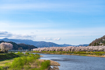 Hinokinai River riverbank in springtime cherry blossom season sunny day. Visitors enjoy the beauty full bloom pink sakura trees flowers. Town Kakunodate, Semboku District, Akita Prefecture, Japan