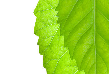 An isolated leaf of the plant. Part of the sheet. Two sheets on top of each other. View from above. Close-up. Copy space