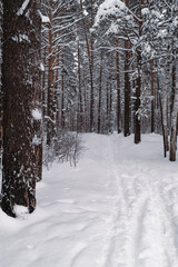 The beautiful snowy forest in winter