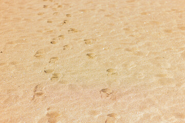 footprints on sandy beach. nature, background