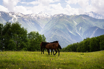 Obraz premium Mountains Georgia Mestia Svaneti beautiful place Horse 