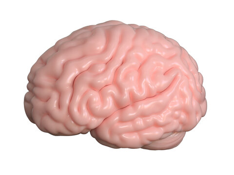 Human brain isolated 3d illustration