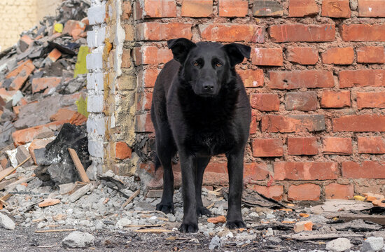 A sad, stray dog, black in color, stands alone near a destroyed building.