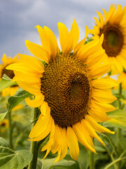 Naklejka premium Sonnenblume Feld Sunflower 
