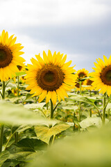 Sonnenblume Feld Sunflower 