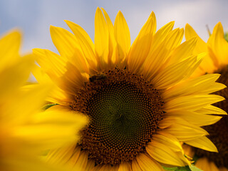 Naklejka premium Sonnenblume Feld Sunflower 