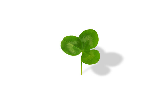 Happy St. Patrick's Day text with clover leaf on transparent background