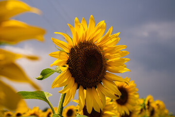 Sonnenblume Feld Sunflower 