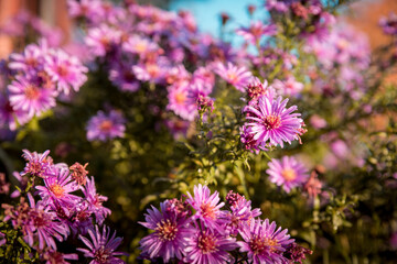 Purple asters blooming in flowerbeds. Plant close-up, blurred background.
