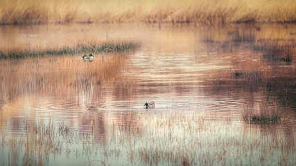 swamp with ducks nature landscape