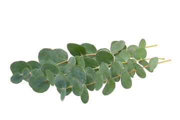 Set of green eucalyptus leaves  isolated on white background with clipping path. Full Depth of field. Focus stacking. PNG